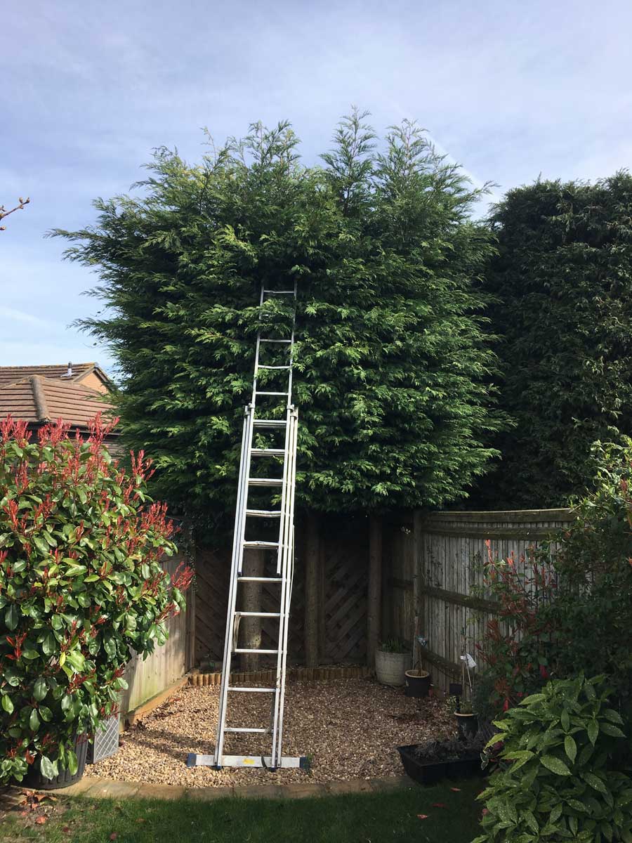 Conifer hedge trim Maidstone BEFORE