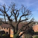 Large-Oak-tree-reduction-Marden-after