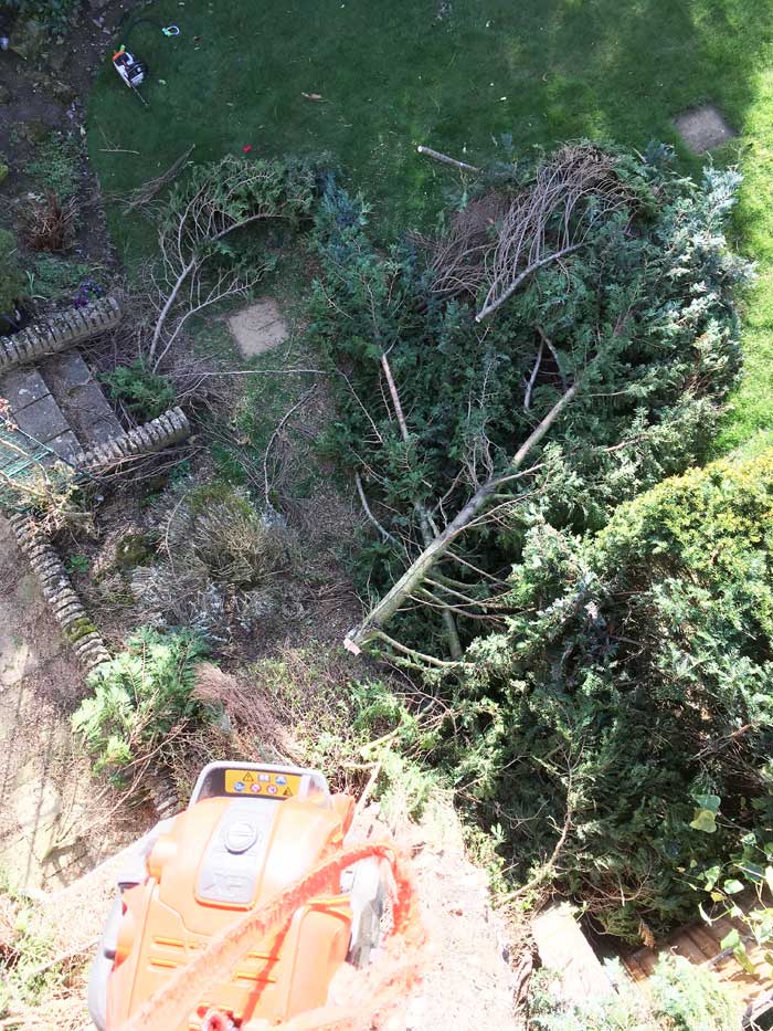 Tree Lawson cypress take down Maidstone Kent