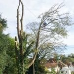Sycamore tree take down Maidstone Kent
