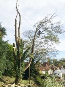 Sycamore tree take down Sutton Valance (Joe Kinch)