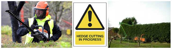 Hedge cutting service in Maidstone Kent