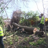 Dead ash tree removal in East Sussex