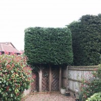 Conifer hedge trim Maidstone AFTER