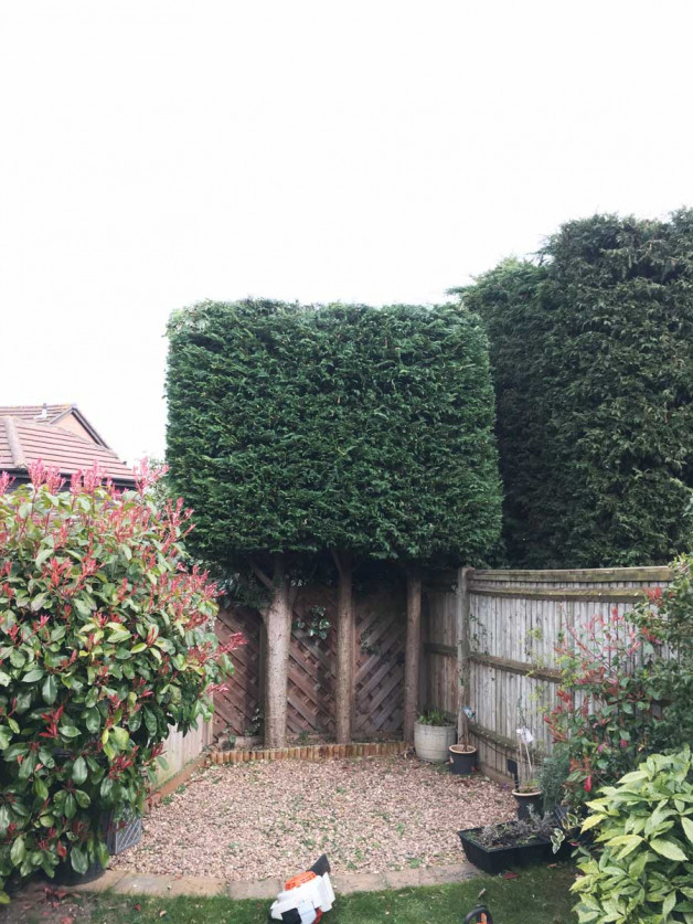 Conifer hedge trim Maidstone AFTER